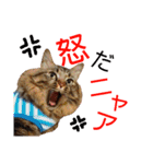 ニャアぽぽ（個別スタンプ：12）