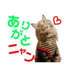 ニャアぽぽ（個別スタンプ：13）