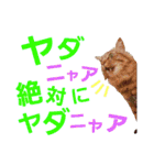 ニャアぽぽ（個別スタンプ：16）