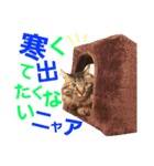 ニャアぽぽ（個別スタンプ：19）