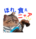 ニャアぽぽ（個別スタンプ：21）