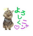 ニャアぽぽ（個別スタンプ：22）