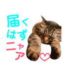 ニャアぽぽ（個別スタンプ：23）