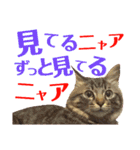 ニャアぽぽ（個別スタンプ：24）