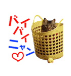 ニャアぽぽ（個別スタンプ：25）