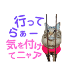ニャアぽぽ（個別スタンプ：26）