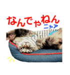 ニャアぽぽ（個別スタンプ：27）