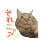 ニャアぽぽ（個別スタンプ：29）