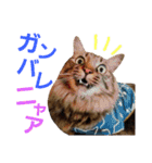 ニャアぽぽ（個別スタンプ：31）