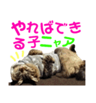 ニャアぽぽ（個別スタンプ：32）
