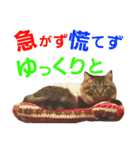 ニャアぽぽ（個別スタンプ：33）
