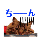ニャアぽぽ（個別スタンプ：34）