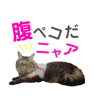 ニャアぽぽ（個別スタンプ：37）
