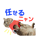 ニャアぽぽ（個別スタンプ：40）