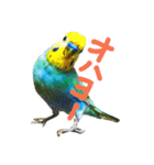 インコのぴーこっこ（個別スタンプ：2）