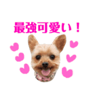 可愛いヨーキーファミリー1（個別スタンプ：3）
