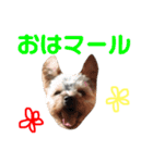 可愛いヨーキーファミリー1（個別スタンプ：11）
