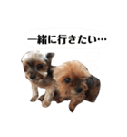 可愛いヨーキーファミリー1（個別スタンプ：15）