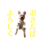 可愛いヨーキーファミリー1（個別スタンプ：24）
