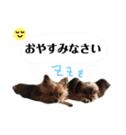 可愛いヨーキーファミリー1（個別スタンプ：29）