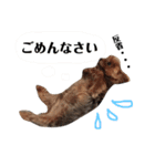 可愛いヨーキーファミリー1（個別スタンプ：31）