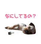 可愛いヨーキーファミリー1（個別スタンプ：36）