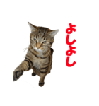 にゃむにー（個別スタンプ：1）