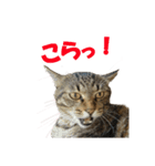 にゃむにー（個別スタンプ：3）