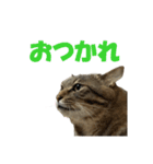 にゃむにー（個別スタンプ：4）