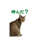 にゃむにー（個別スタンプ：7）