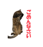 にゃむにー（個別スタンプ：15）