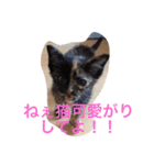 猫たちの沢山のつぶやき（個別スタンプ：2）