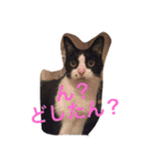 猫たちの沢山のつぶやき（個別スタンプ：3）