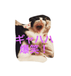 猫たちの沢山のつぶやき（個別スタンプ：4）