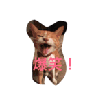 猫たちの沢山のつぶやき（個別スタンプ：5）