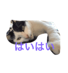 猫たちの沢山のつぶやき（個別スタンプ：6）