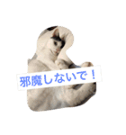 猫たちの沢山のつぶやき（個別スタンプ：7）