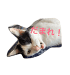 猫たちの沢山のつぶやき（個別スタンプ：8）
