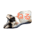 猫たちの沢山のつぶやき（個別スタンプ：9）