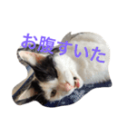 猫たちの沢山のつぶやき（個別スタンプ：10）