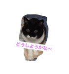 猫たちの沢山のつぶやき（個別スタンプ：11）