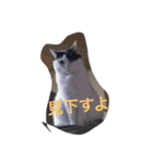 猫たちの沢山のつぶやき（個別スタンプ：13）