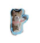 猫たちの沢山のつぶやき（個別スタンプ：15）
