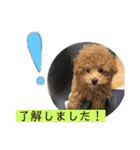 モコのスタンプ（基本編）（個別スタンプ：24）
