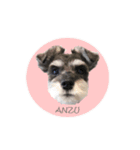 - anzusan-【1】（Mシュナウザー）（個別スタンプ：1）