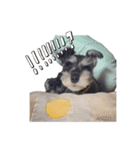 - anzusan-【1】（Mシュナウザー）（個別スタンプ：3）