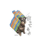 - anzusan-【1】（Mシュナウザー）（個別スタンプ：6）