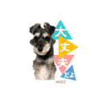 - anzusan-【1】（Mシュナウザー）（個別スタンプ：8）