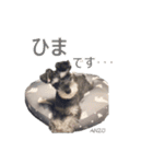 - anzusan-【1】（Mシュナウザー）（個別スタンプ：10）