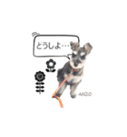 - anzusan-【1】（Mシュナウザー）（個別スタンプ：17）